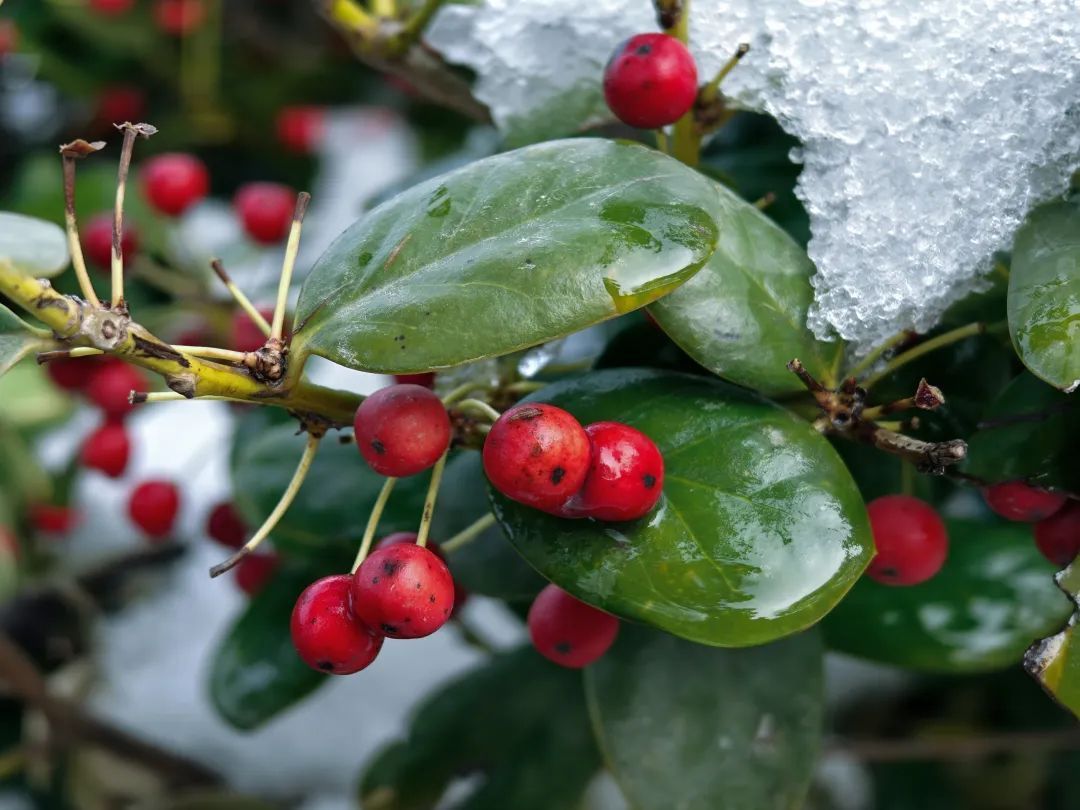今日小寒，一年中最冷的时期到了！郑州的初雪还要等多久？
