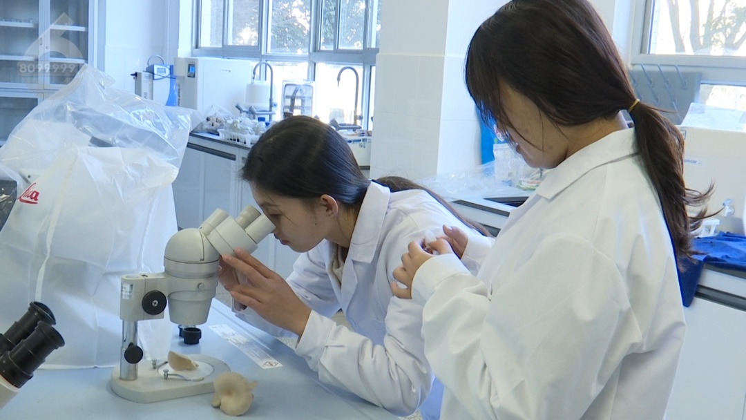 “滇”味十足！云南首个“菌子学院”9月开始招生，真“香”啊