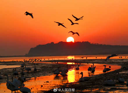 当天鹅湖邂逅橘色晨曦 当天鹅湖邂逅橘色晨曦