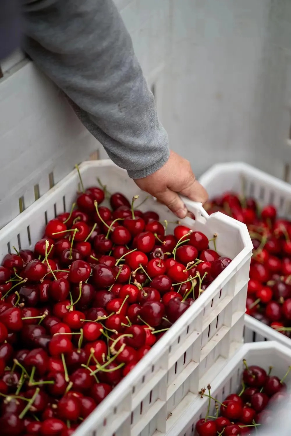价格已降20%！天津陆续到货！