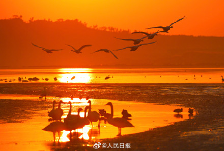 当天鹅湖邂逅橘色晨曦 当天鹅湖邂逅橘色晨曦