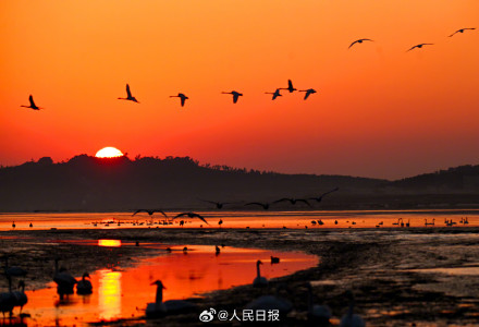 当天鹅湖邂逅橘色晨曦 当天鹅湖邂逅橘色晨曦