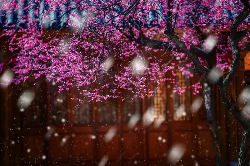 今日小寒丨莫怪严凝切，春冬正月交