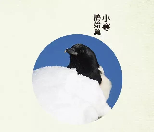 今日小寒丨莫怪严凝切，春冬正月交