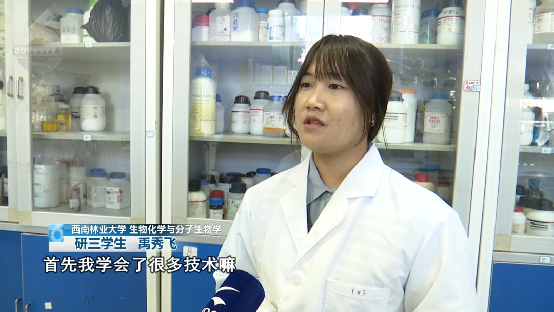 “滇”味十足！云南首个“菌子学院”9月开始招生，真“香”啊