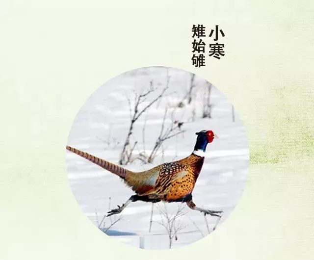 今日小寒丨莫怪严凝切，春冬正月交