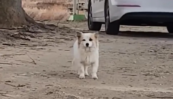 韩国小狗安静送别空难去世的9位家人,坠毁客机1个黑匣子被送往美国 韩国小狗安静送别空难去世的9位家人,坠毁客机1个黑匣子被送往美国