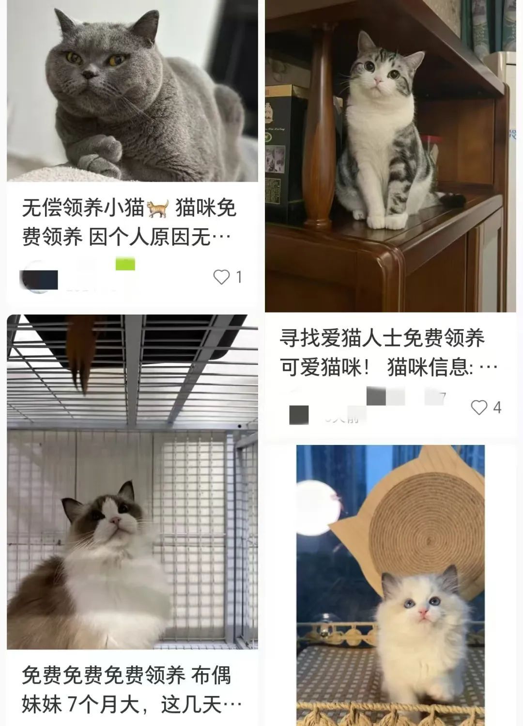 有“猫”腻！有人被迫赔钱！“免费领养”要注意...