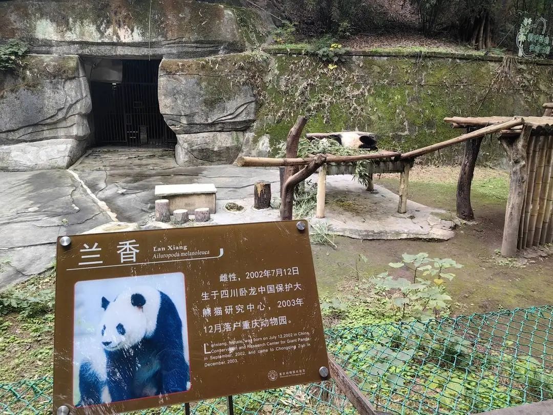 大熊猫“兰香”被扔可乐瓶,重庆动物园:涉事游客已被警方控制 大熊猫“兰香”被扔可乐瓶,重庆动物园:涉事游客已被警方控制