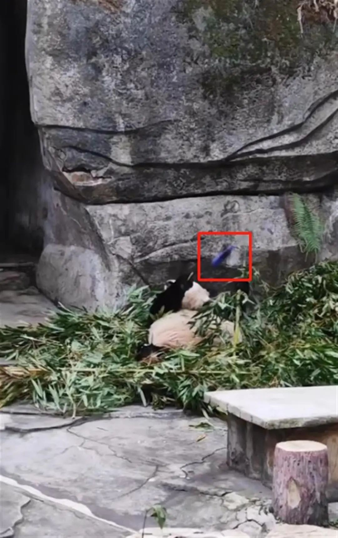 终身禁入!本人道歉! 终身禁入!本人道歉!