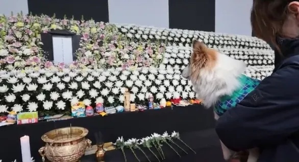 韩国小狗安静送别空难去世的9位家人,坠毁客机1个黑匣子被送往美国 韩国小狗安静送别空难去世的9位家人,坠毁客机1个黑匣子被送往美国