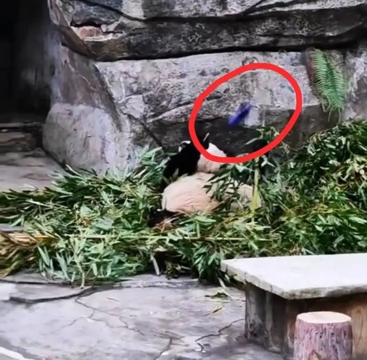 大熊猫“兰香”被扔可乐瓶,重庆动物园:涉事游客已被警方控制 大熊猫“兰香”被扔可乐瓶,重庆动物园:涉事游客已被警方控制