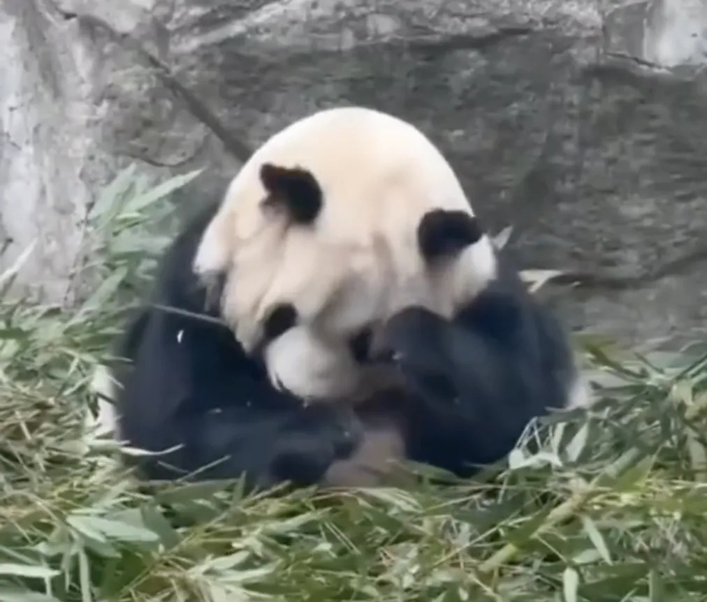 大熊猫被砸可乐吓到抱头，男子态度嚣张！警方回应