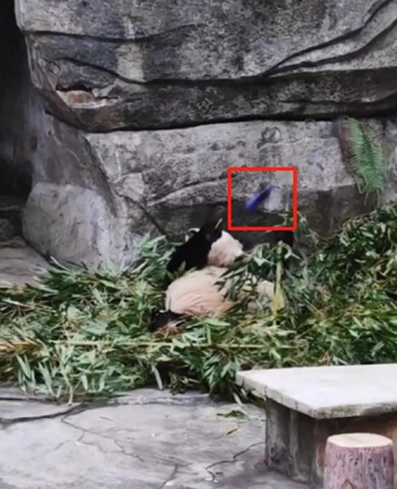 终身禁入!本人道歉! 终身禁入!本人道歉!