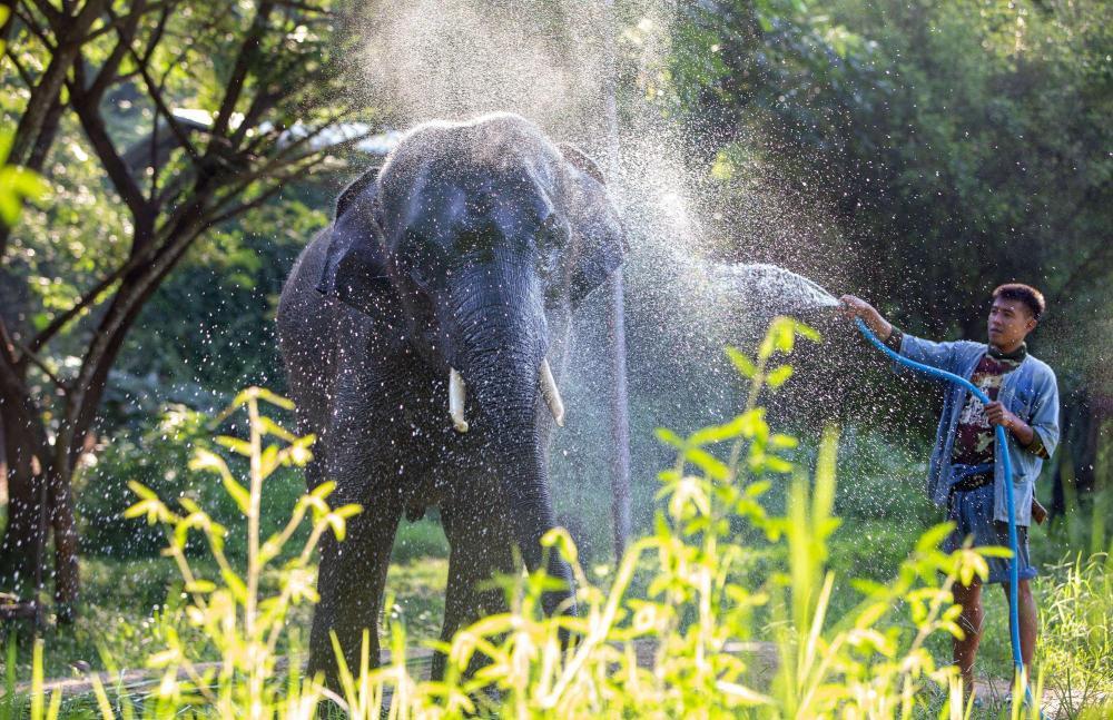 游客在泰国与大象互动意外身亡 运营模式引发反思 游客在泰国与大象互动意外身亡 运营模式引发反思