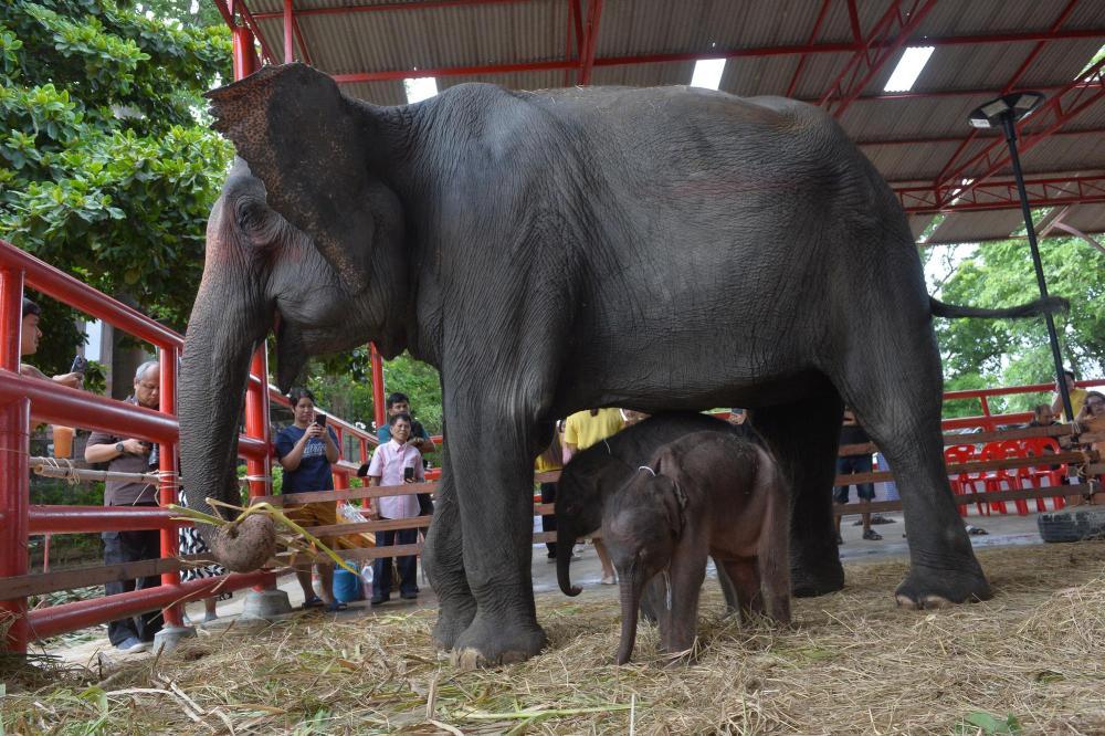 游客在泰国与大象互动意外身亡 运营模式引发反思 游客在泰国与大象互动意外身亡 运营模式引发反思
