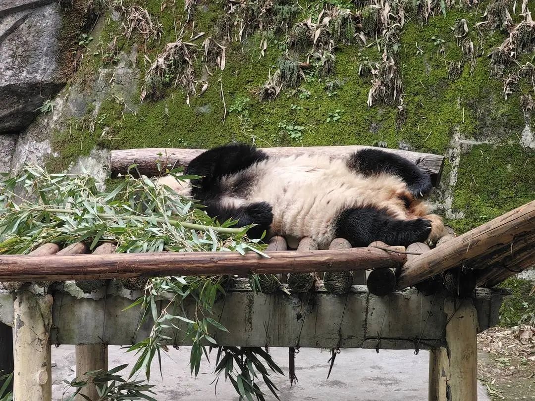 大熊猫“兰香”被扔可乐瓶,重庆动物园:涉事游客已被警方控制 大熊猫“兰香”被扔可乐瓶,重庆动物园:涉事游客已被警方控制