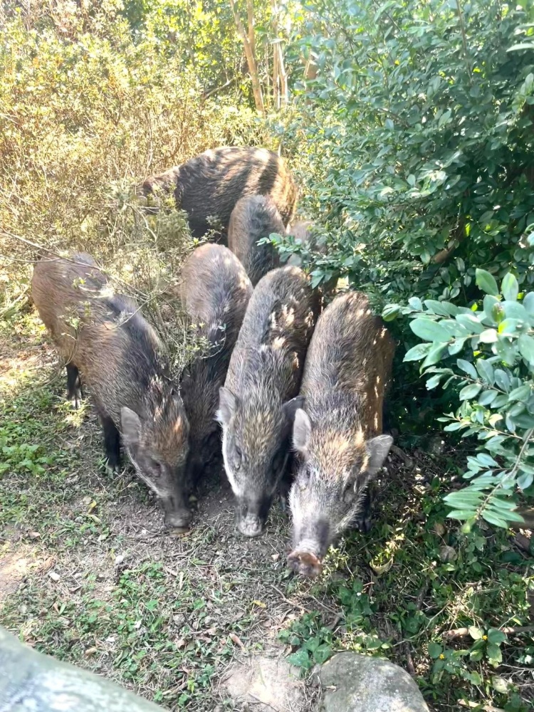 深圳梧桐山网红野猪下崽？一家人整整齐齐！