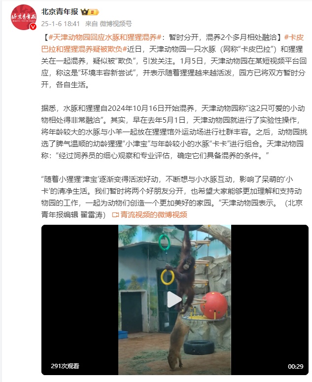 天津动物园回应水豚和猩猩混养：暂时分开，混养2个多月相处融洽