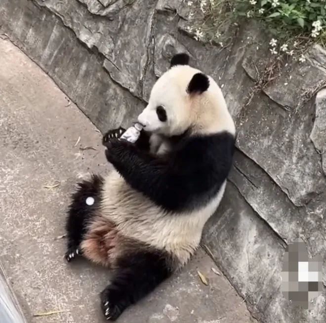 大熊猫被砸可乐吓到抱头，男子态度嚣张！警方回应