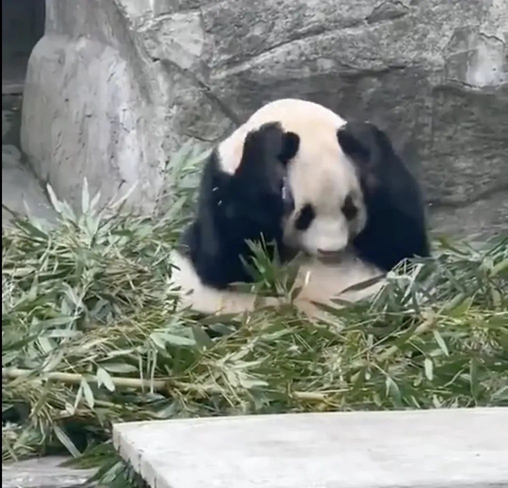 大熊猫被砸可乐吓到抱头，男子态度嚣张！警方回应