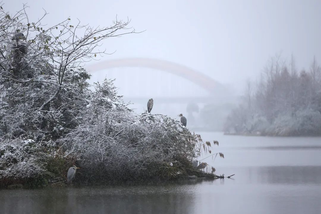 贵阳今晚有凝,明晚下雪! 贵阳今晚有凝,明晚下雪!