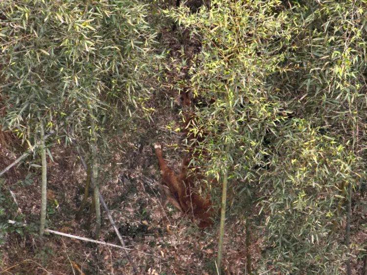 黄牛失控横冲直撞!警方无人机追踪,果断击毙 黄牛失控横冲直撞!警方无人机追踪,果断击毙