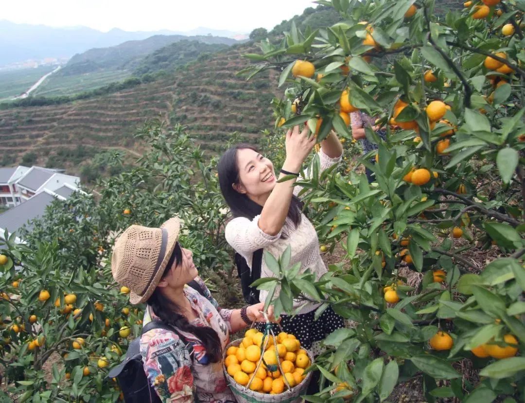 砂糖橘致癌、耙耙柑打了退酸剂?今年柑橘都不能吃了?真相来了→ 砂糖橘致癌、耙耙柑打了退酸剂?今年柑橘都不能吃了?真相来了→