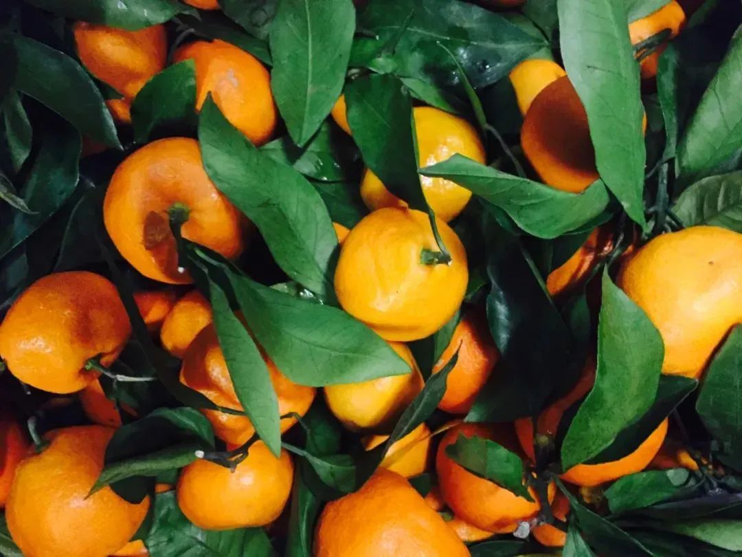 砂糖橘致癌、耙耙柑打了退酸剂?今年柑橘都不能吃了?真相来了→ 砂糖橘致癌、耙耙柑打了退酸剂?今年柑橘都不能吃了?真相来了→