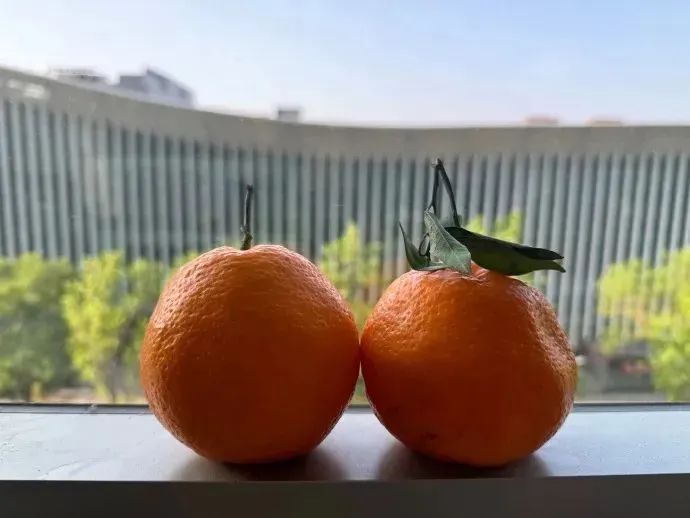 砂糖橘致癌、耙耙柑打了退酸剂?今年柑橘都不能吃了?真相来了→ 砂糖橘致癌、耙耙柑打了退酸剂?今年柑橘都不能吃了?真相来了→