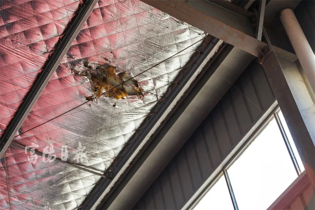 “小可爱”泛滥！男子头疼：没完没了，还抓不得