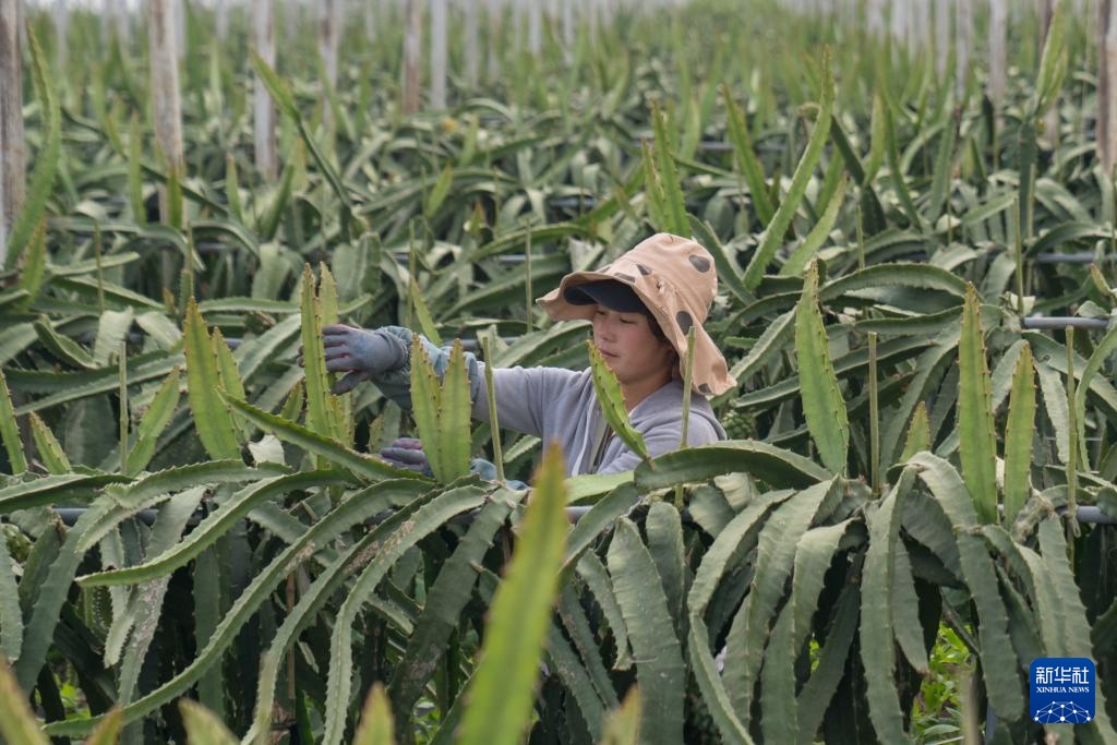 云南景洪：特色农业 强村富民