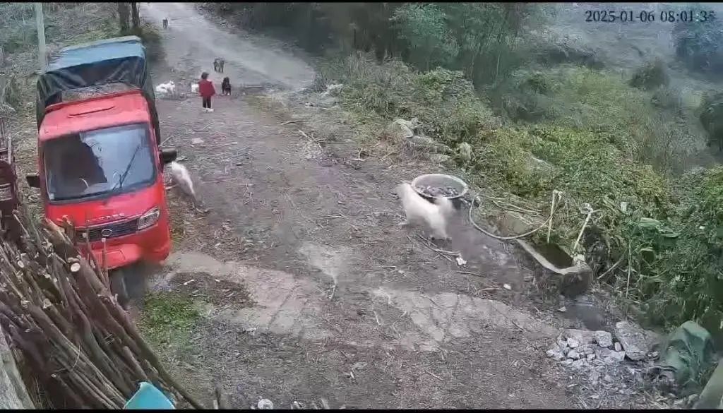 心痛！3岁女童遭狗群撕咬，全身缝合三四百针，仍在 ICU昏迷不醒