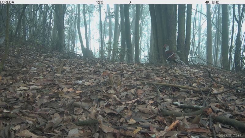 江西萍乡首次拍摄到“鸟中大熊猫”白颈长尾雉和黄腹角雉