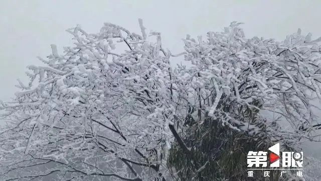 冷空气“刹拢”！重庆多地迎来2025年首场降雪