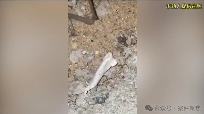 宠物殡葬店开在居民楼下，卡车上装火化炉！老板：知道不合法