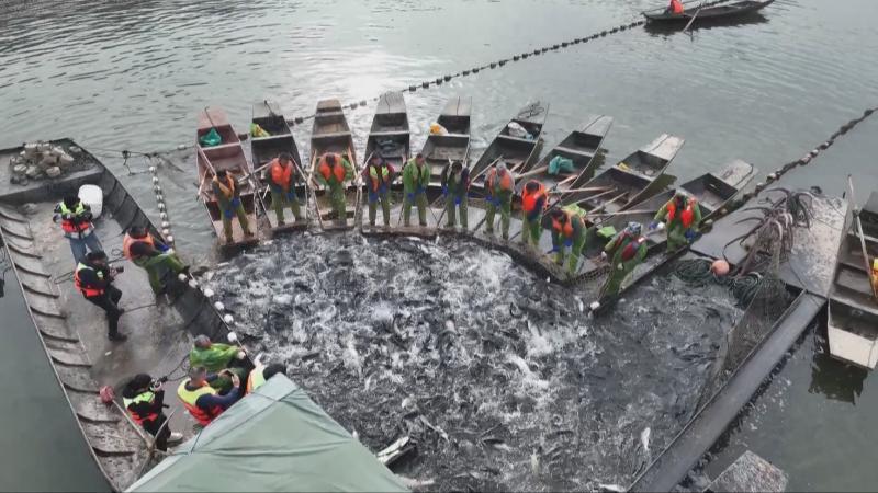 江西仙女湖迎来新年首捕 百万斤鲜鱼直供春节市场