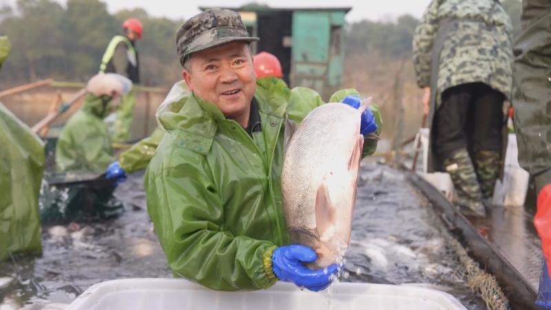 江西仙女湖迎来新年首捕 百万斤鲜鱼直供春节市场