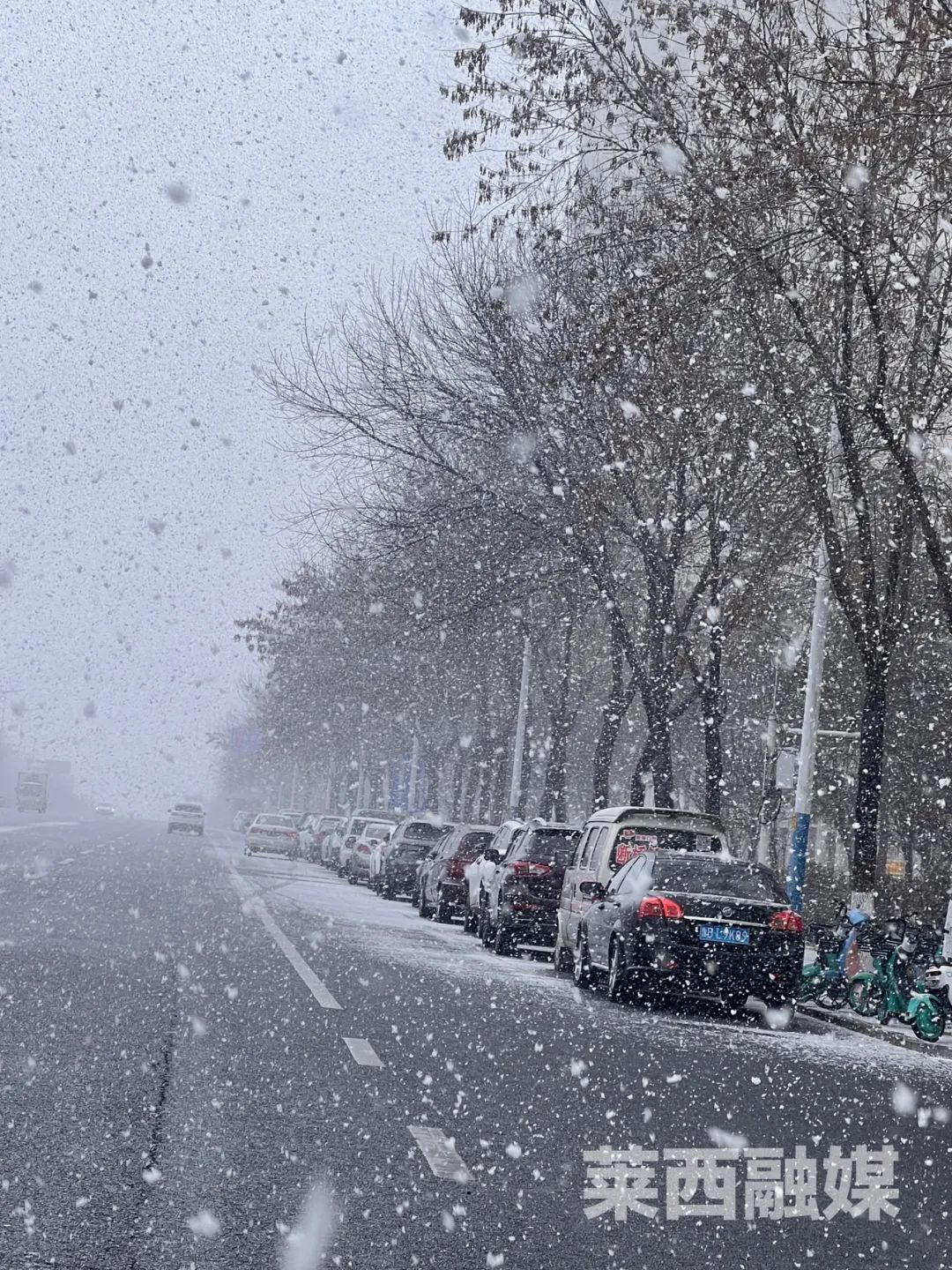 好大的雪花！刚刚，青岛的雪，又来了！