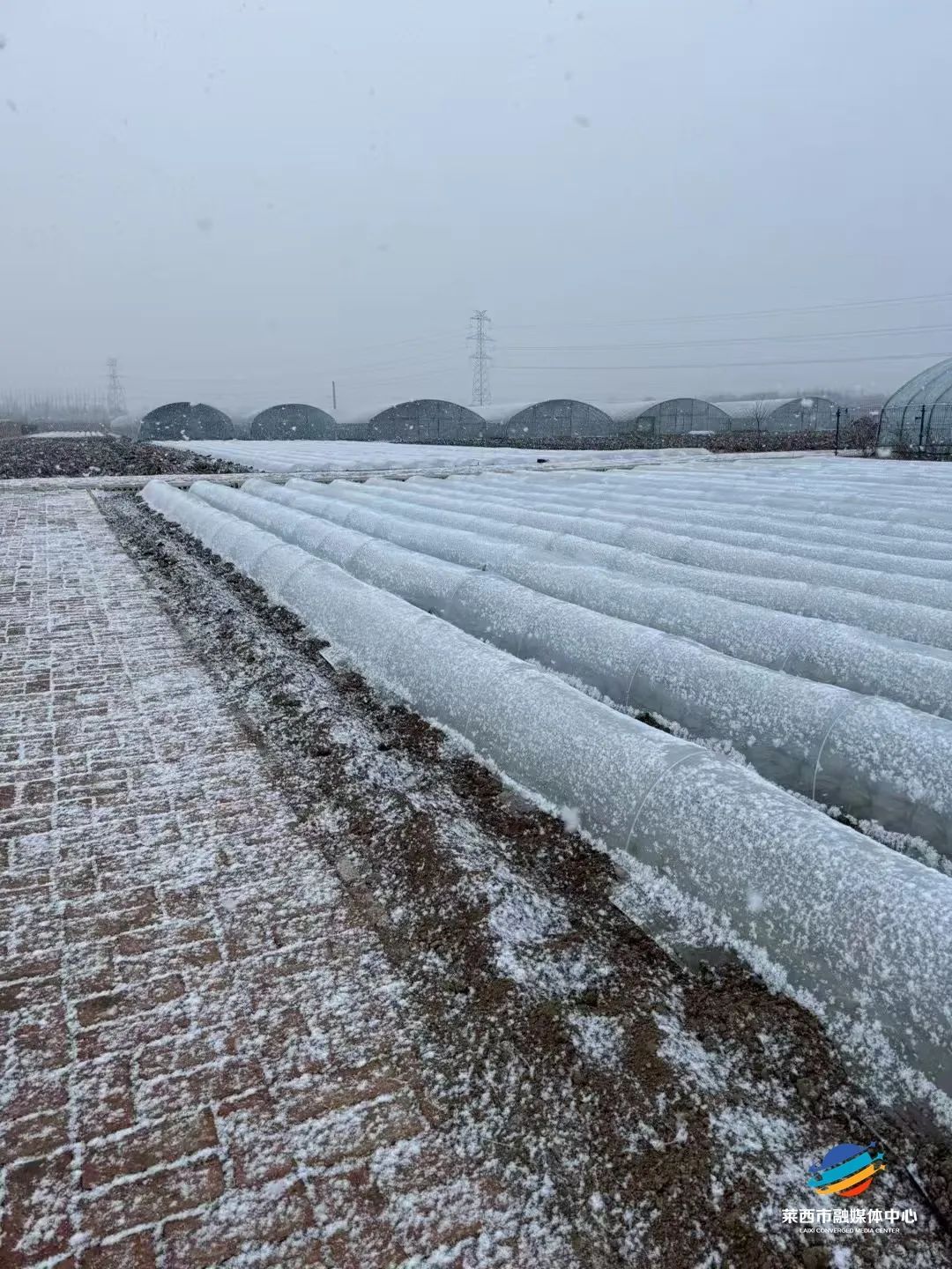 好大的雪花！刚刚，青岛的雪，又来了！