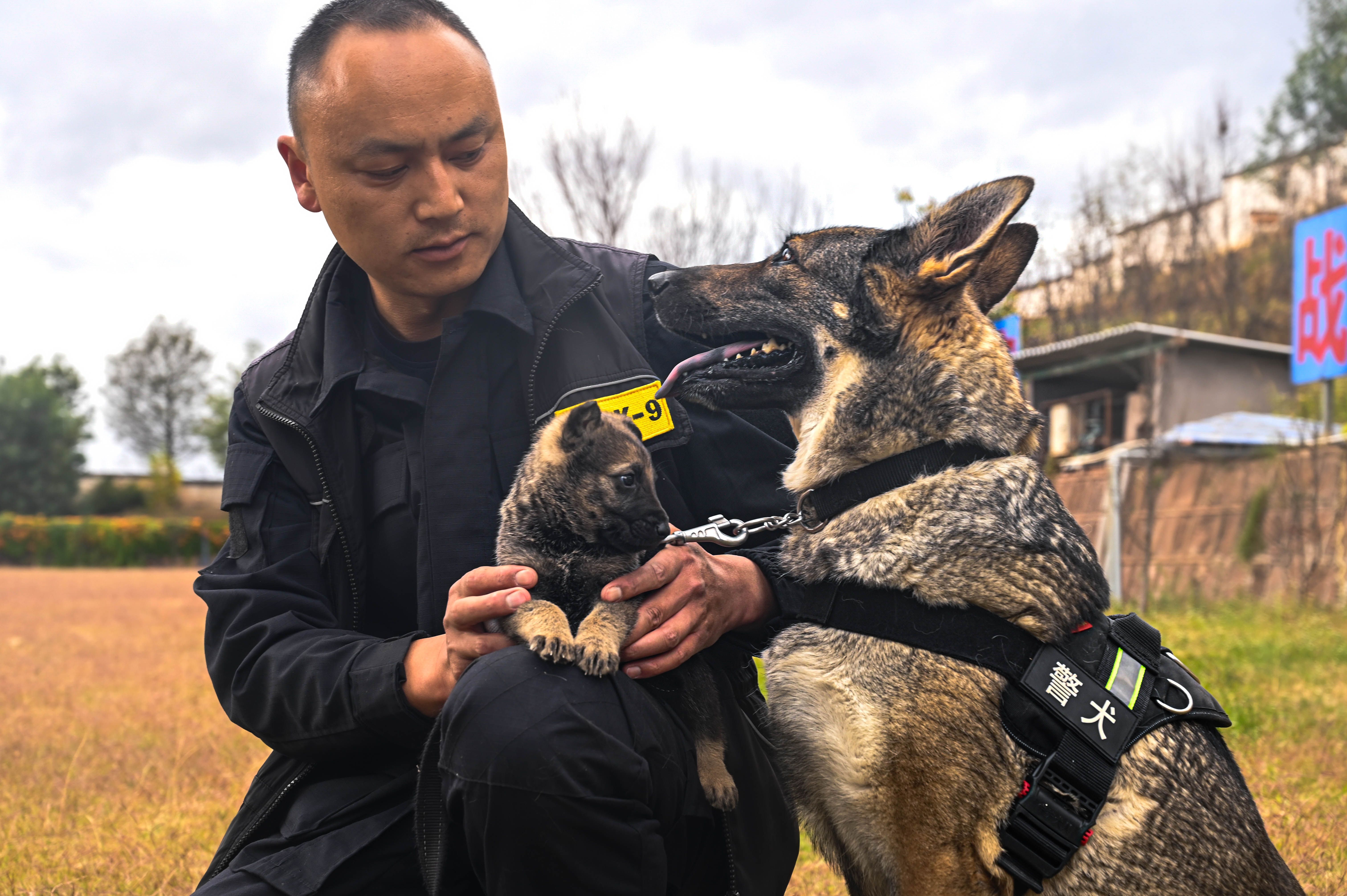 正要过生日，听到报警的搜捕犬自己就叼上了警服