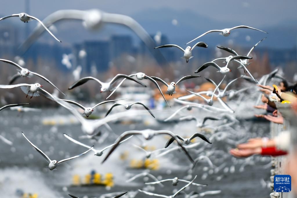 昆明进入最佳观鸥季