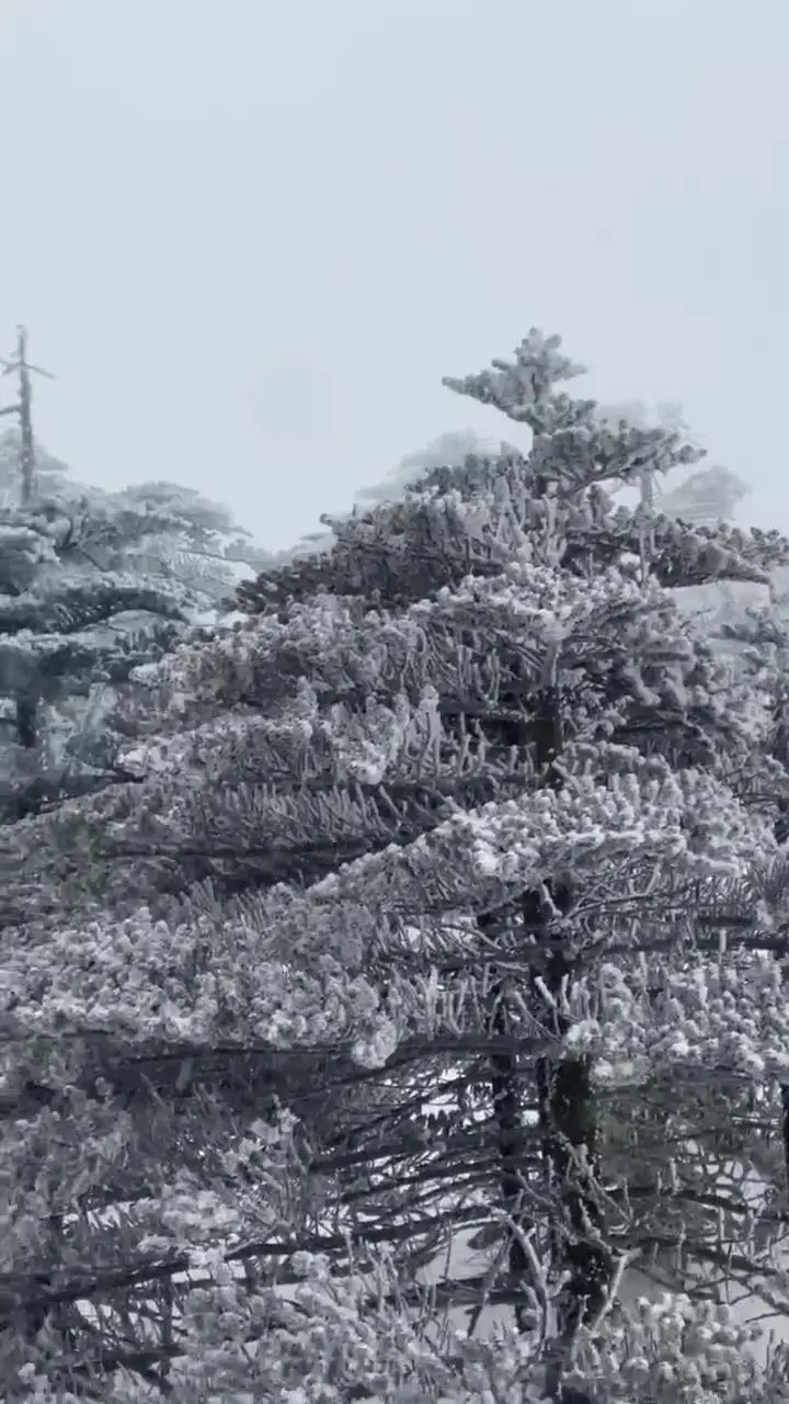 云南多地迎来2025年第一场雪！