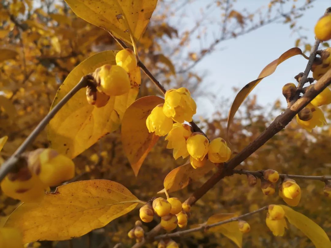 开了开了!朋友圈刷屏!合肥网友:太香了 开了开了!朋友圈刷屏!合肥网友:太香了