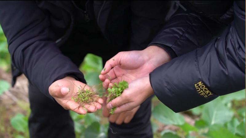 江西各地做好田间田管 确保油菜安全越冬