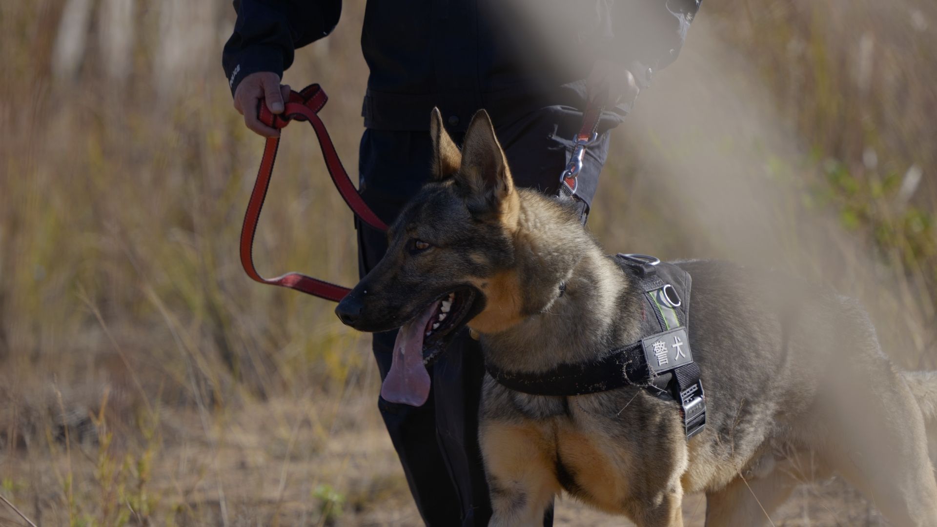 正要过生日，听到报警的搜捕犬自己就叼上了警服