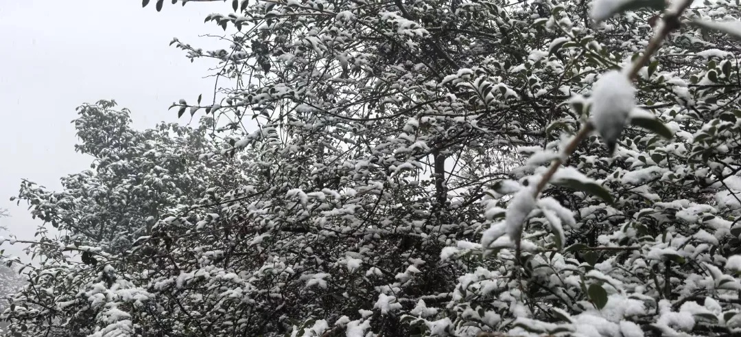 云南多地迎来2025年第一场雪！