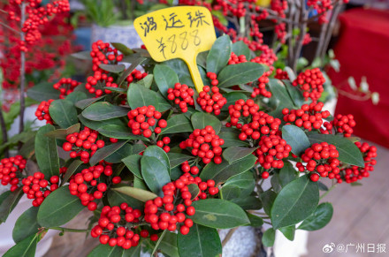 今年年宵花行情如何？走访广州年味最早的岭南花卉市场