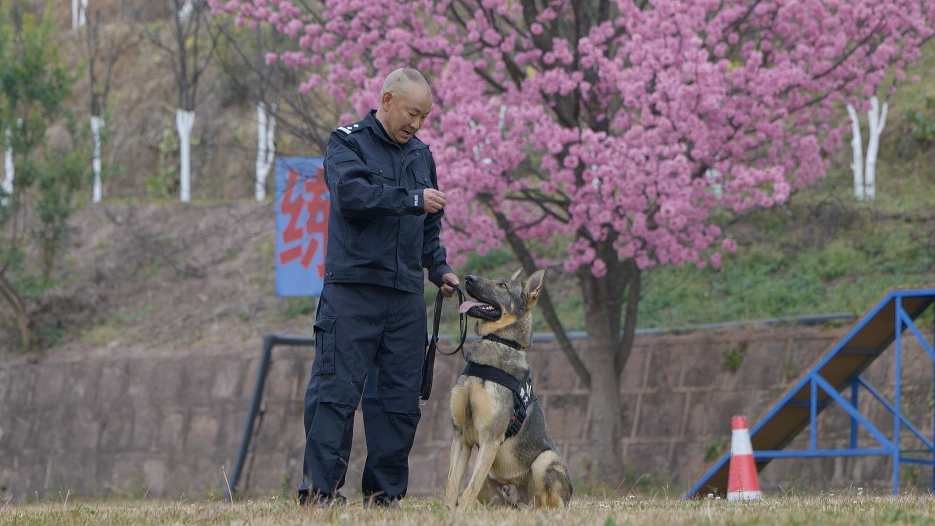 正要过生日，听到报警的搜捕犬自己就叼上了警服