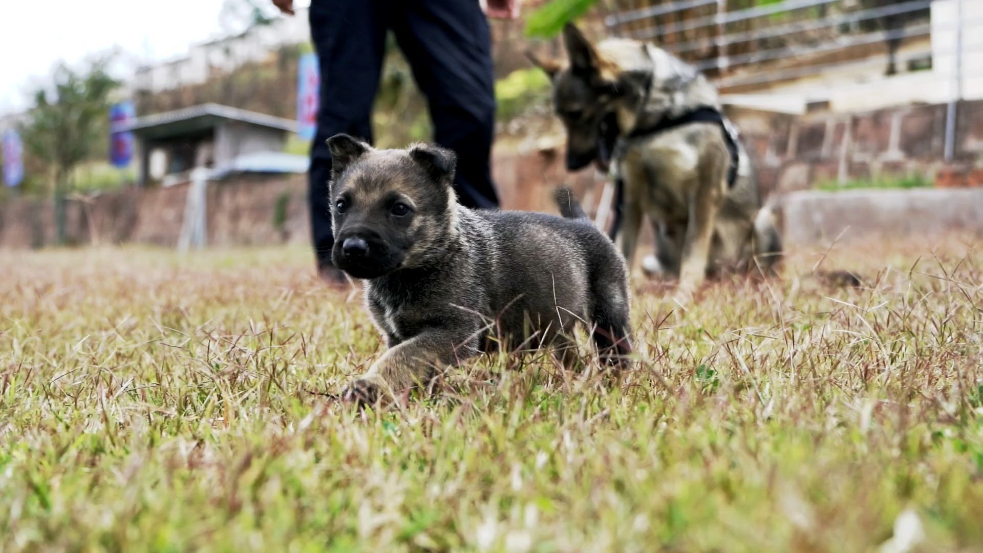 正要过生日，听到报警的搜捕犬自己就叼上了警服